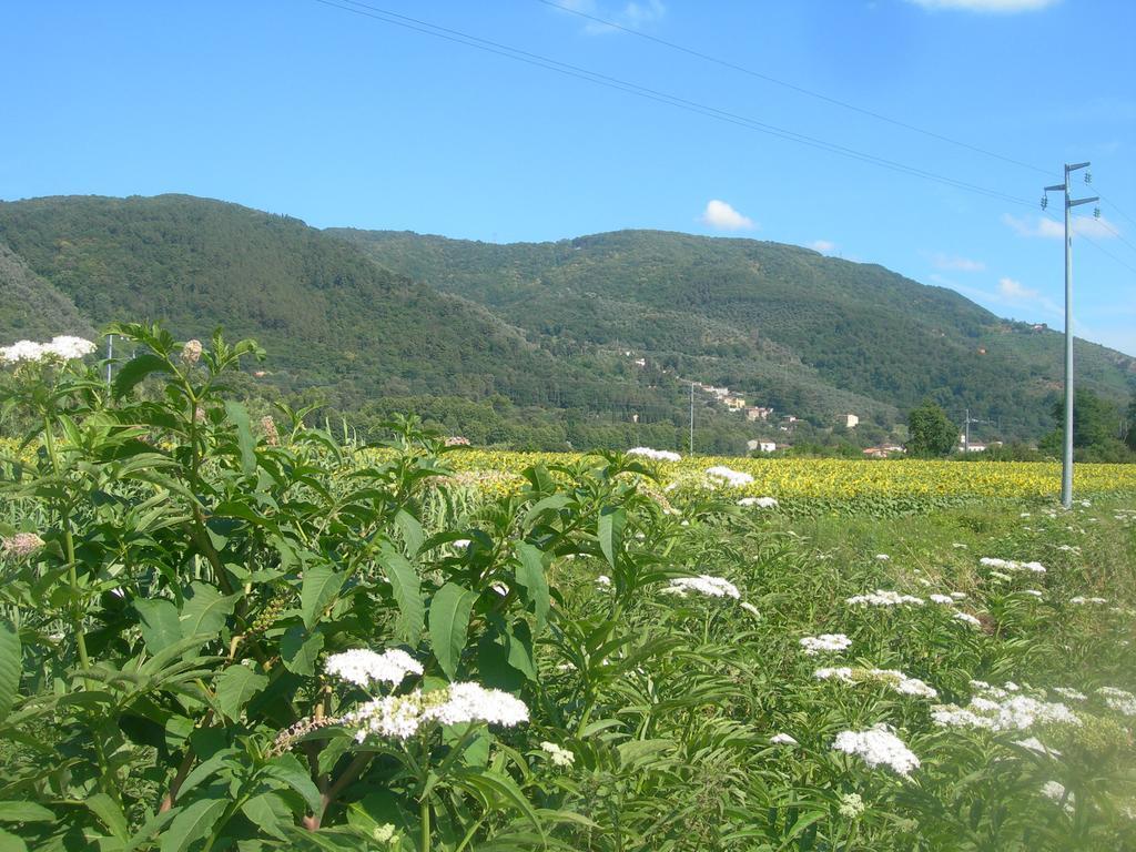 La Rondine Apartman Lucca Kültér fotó
